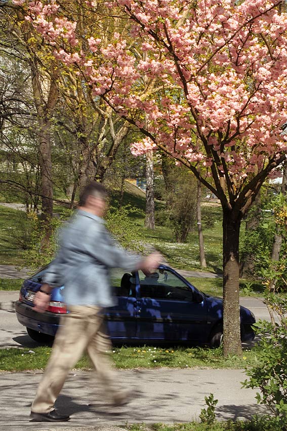 hat niemand mehr Zeit für den Frühling?