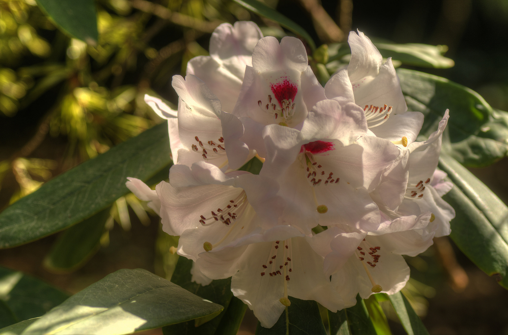 hat schon früh geblüht: Rhododendron im Botanischen Garten