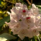 hat schon früh geblüht: Rhododendron im Botanischen Garten