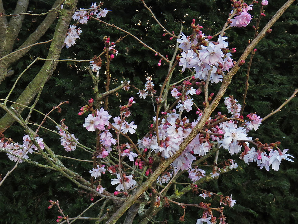 Hat schon was von Frühling...