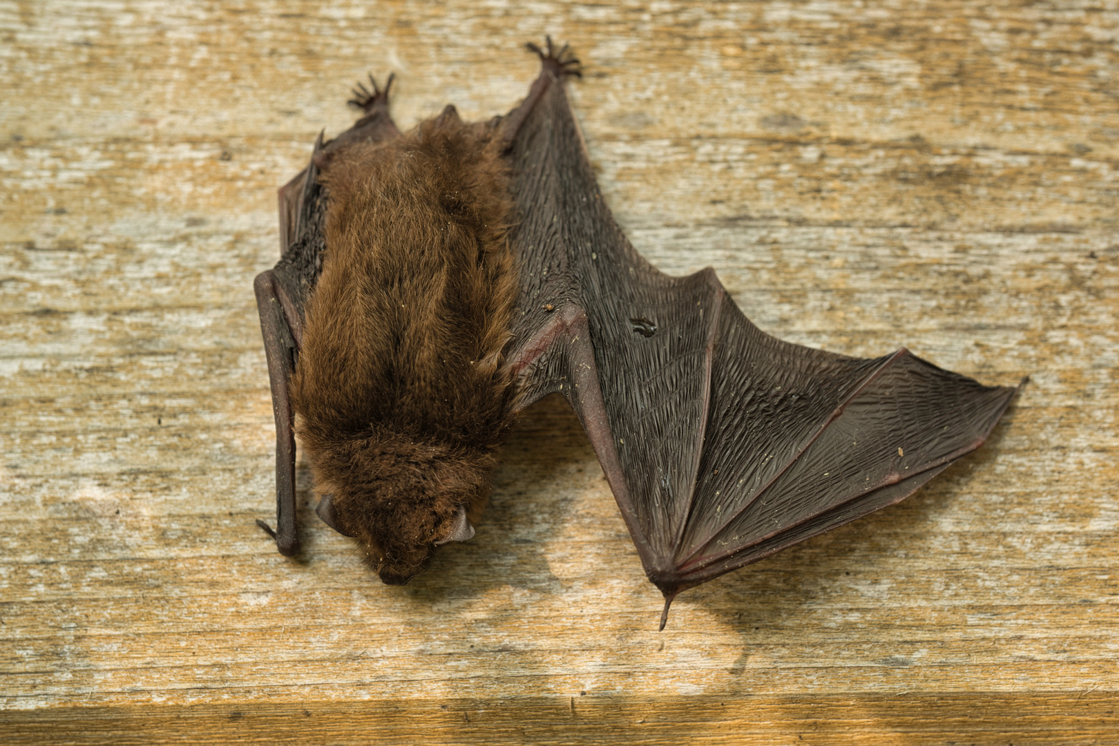 hat sich dann zum trocknen aufgehängt Foto & Bild tiere, wildlife, säugetiere Bilder auf