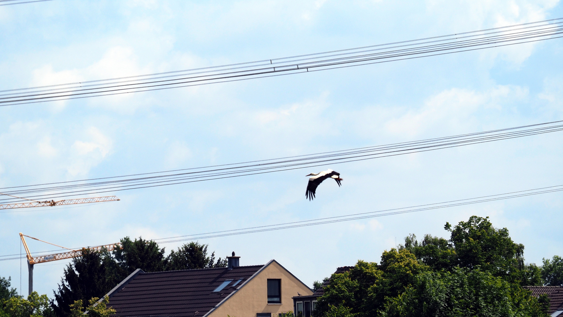 Hat sich der Storch verirrt ?