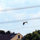 Hat sich der Storch verirrt ?