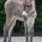 Hat vielleicht jemand meine Mama gesehen?