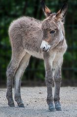 Hat vielleicht jemand meine Mama gesehen?