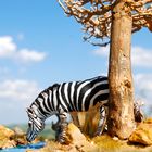 Hatari Diorama, Zebra