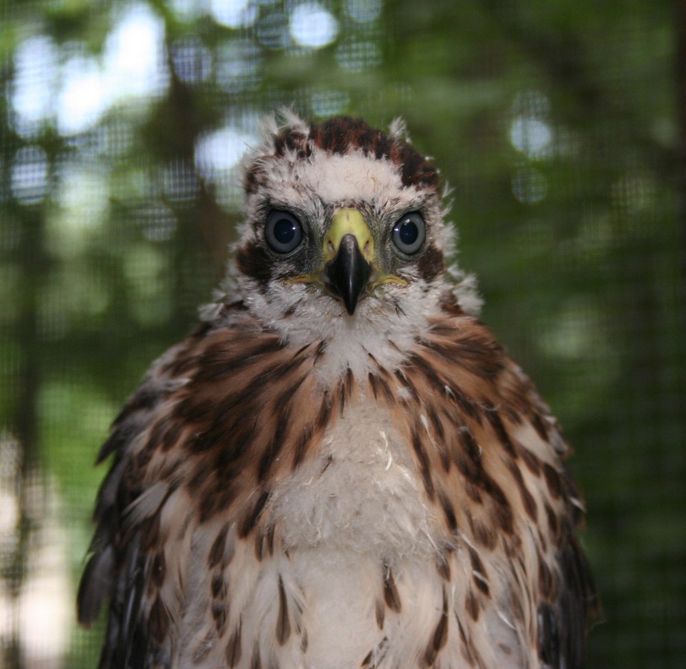 Hatching year Cooper's hawk