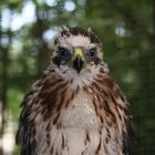 Hatching year Cooper's hawk