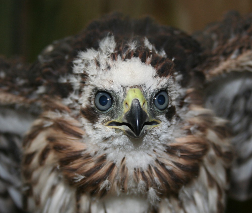 Hatching year Cooper's hawk