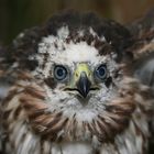 Hatching year Cooper's hawk