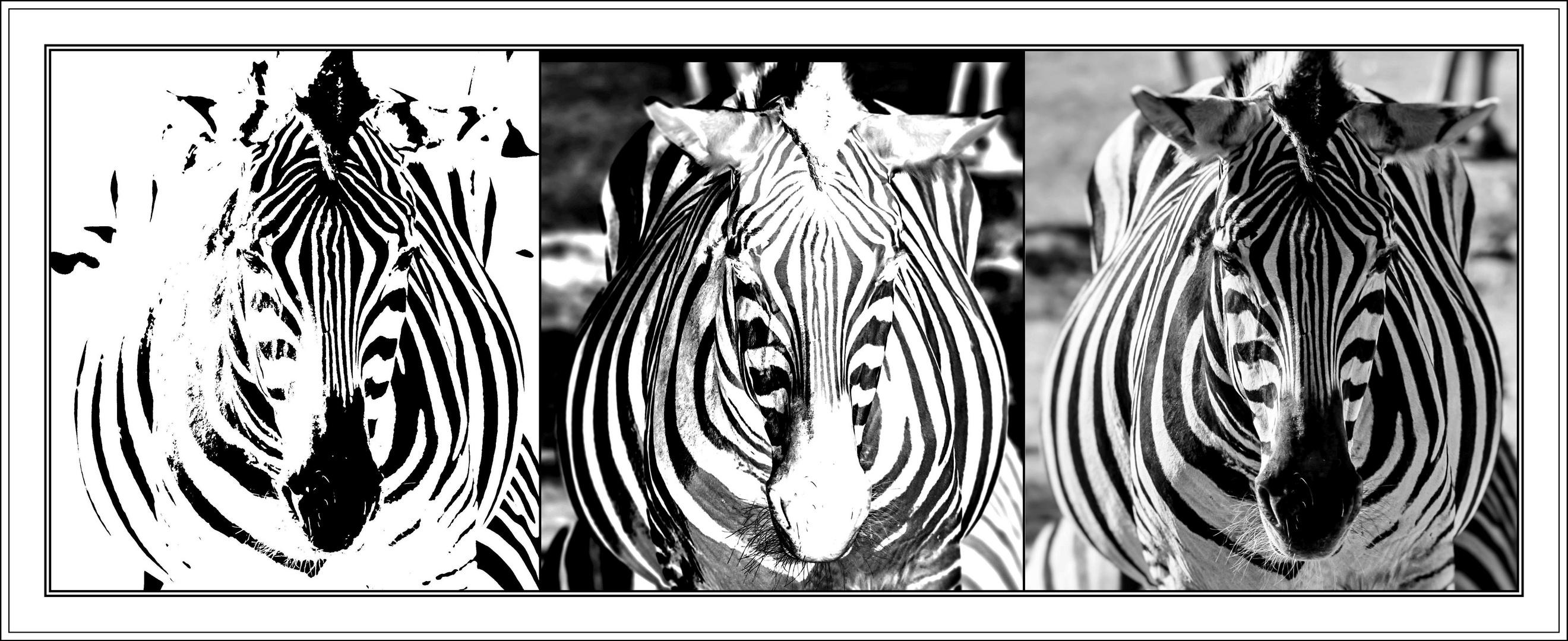 Hat's Zebra ----