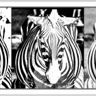 Hat's Zebra ----