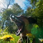 Hatschi - Frühling liegt in der Luft