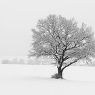 Hatte der Winter nicht auch schöne Seiten?