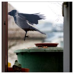 hatte heute wieder besuch