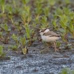 "Hatte ich NIE - Flussregenpfeifer Küken"
