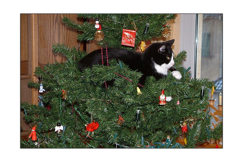 Hatte Ihr auch einen Kater im Weihnachtsbaum?