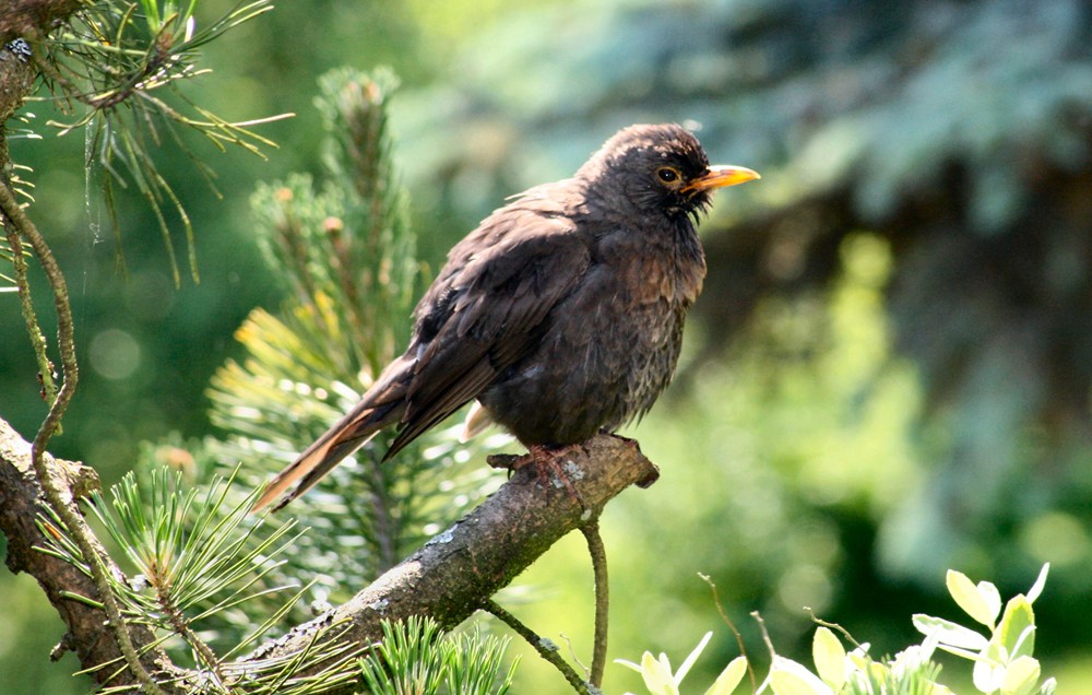 hatte im Gartenteich geduscht,,,