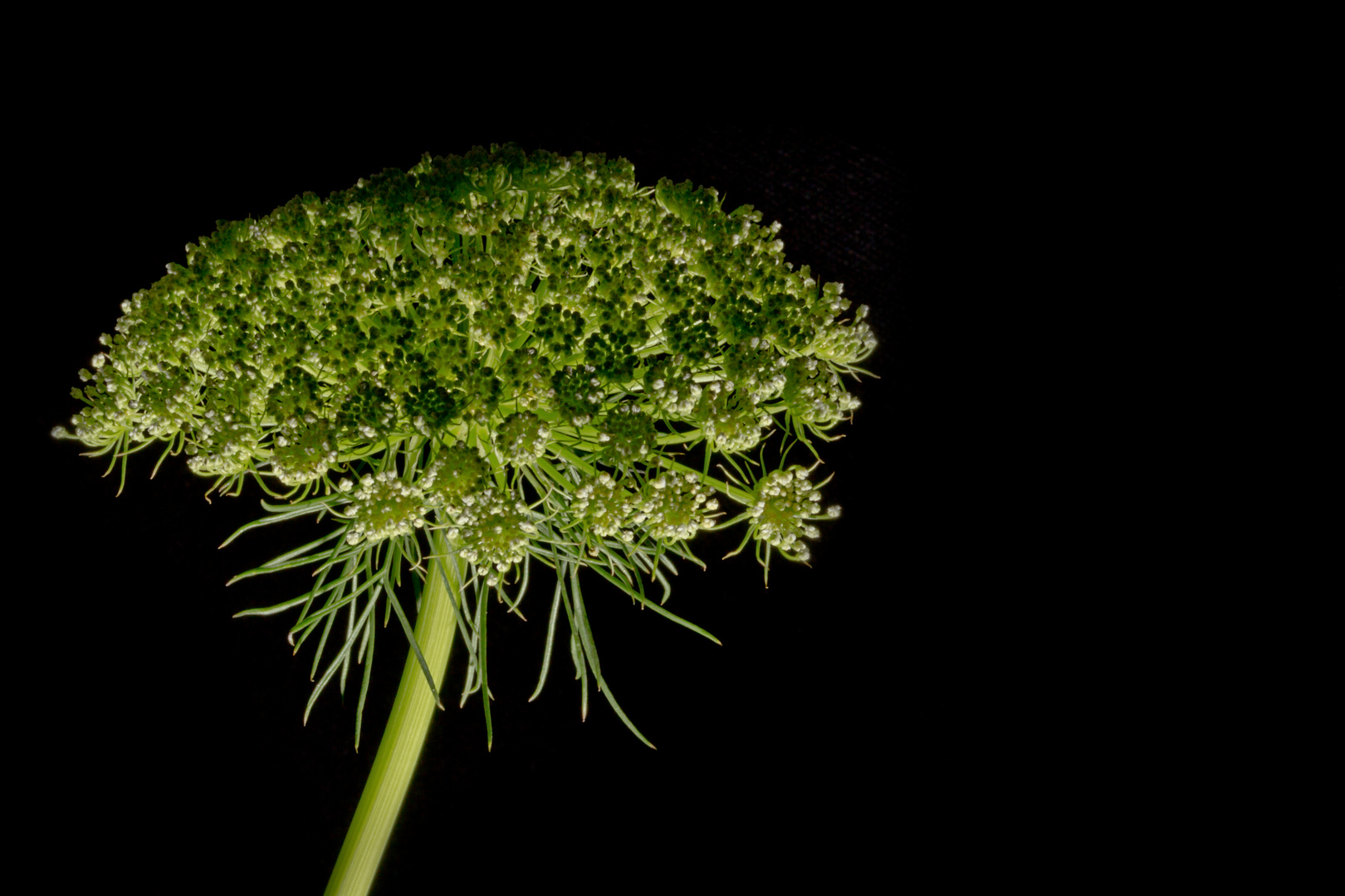 Hatte sich unscheinbar in der Blumenvase zwischen all den "Angebern" versteckt