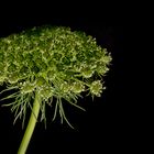 Hatte sich unscheinbar in der Blumenvase zwischen all den "Angebern" versteckt