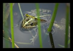 Hattersheimer Frosch