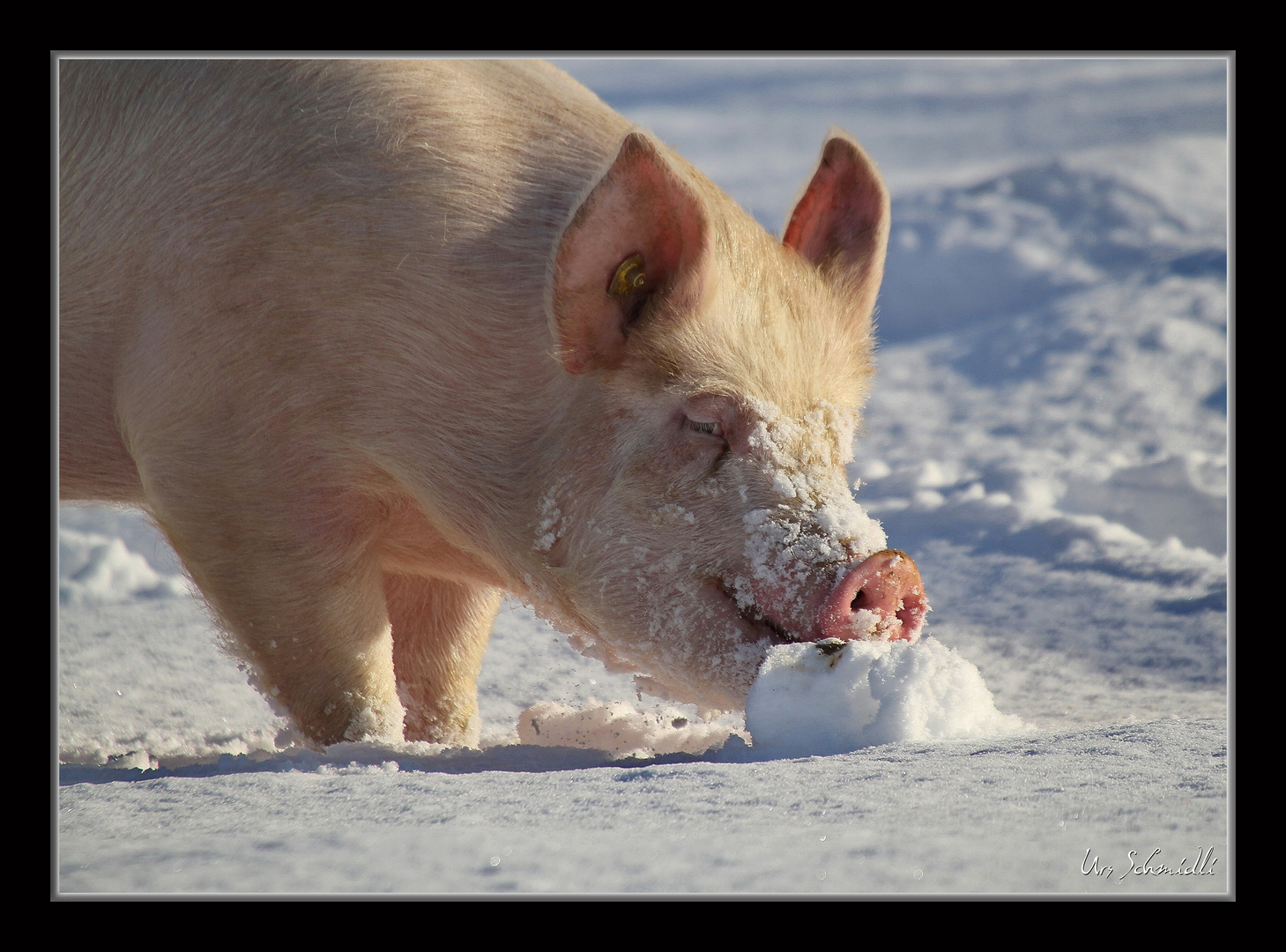 hattet Ihr in diesem Jahr Schwein.......