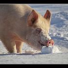 hattet Ihr in diesem Jahr Schwein.......