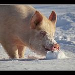 hattet Ihr in diesem Jahr Schwein.......