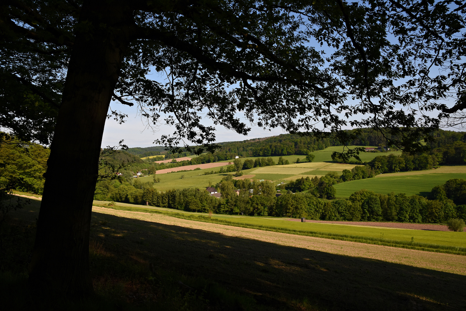 Hattinger Stadtwald