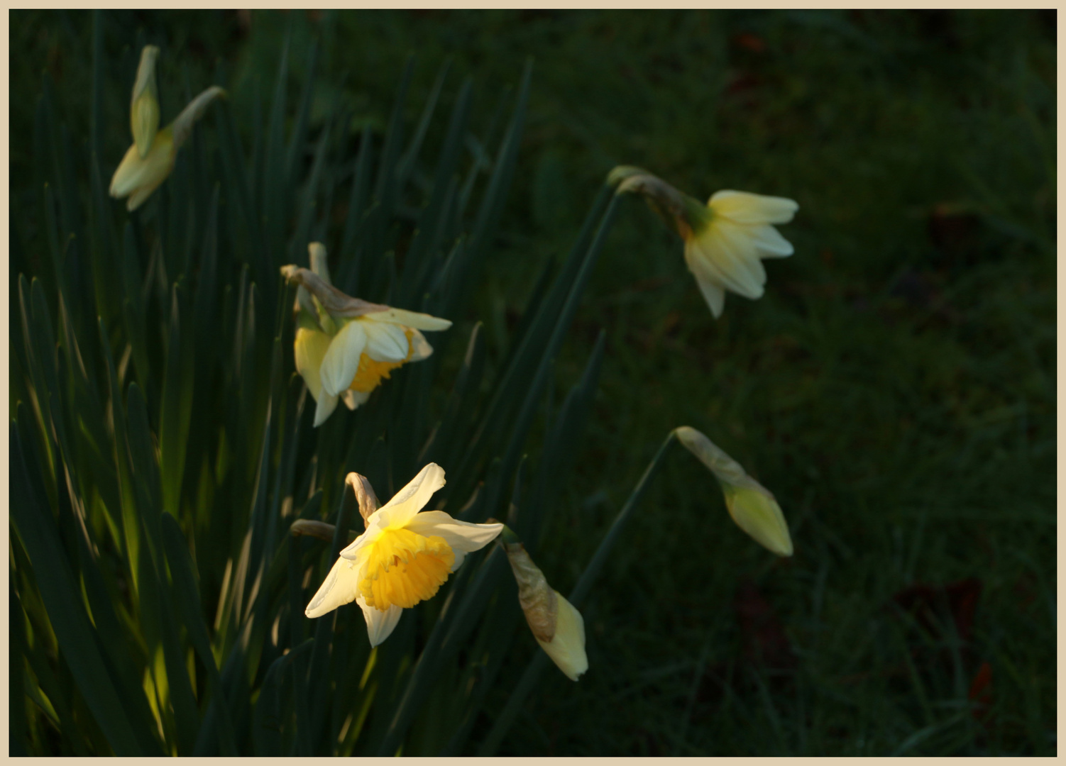 Hatton churchyard 4