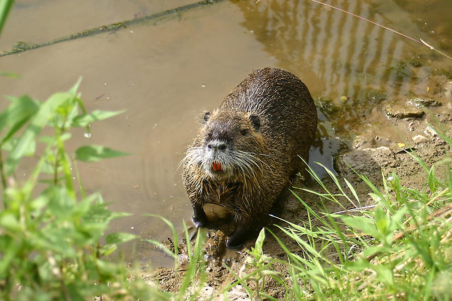 Hattu was zu essen....????