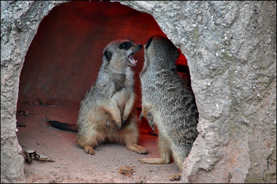 HAU AB !!!! Foto & Bild natur, tiere, zoo, wildpark & falknerei