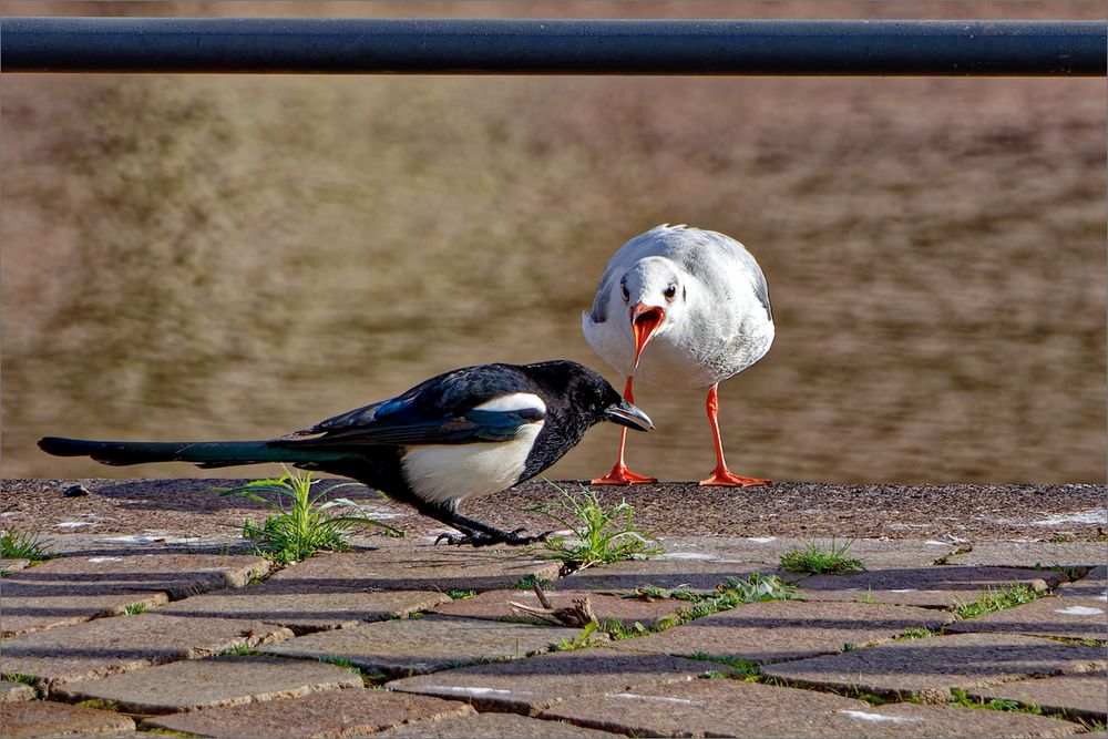 Hau ab! Foto & Bild tiere, wildlife, wild lebende vögel Bilder auf