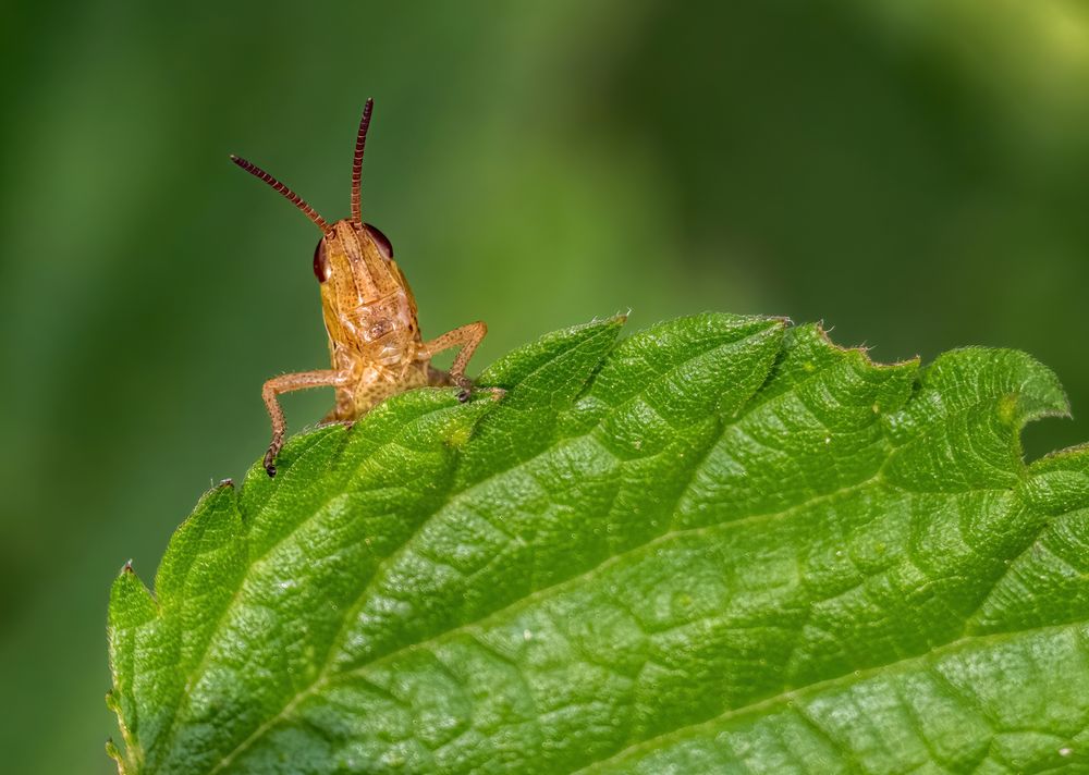 "HAU AB" - das ist MEIN Blatt