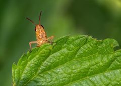 "HAU AB" - das ist MEIN Blatt