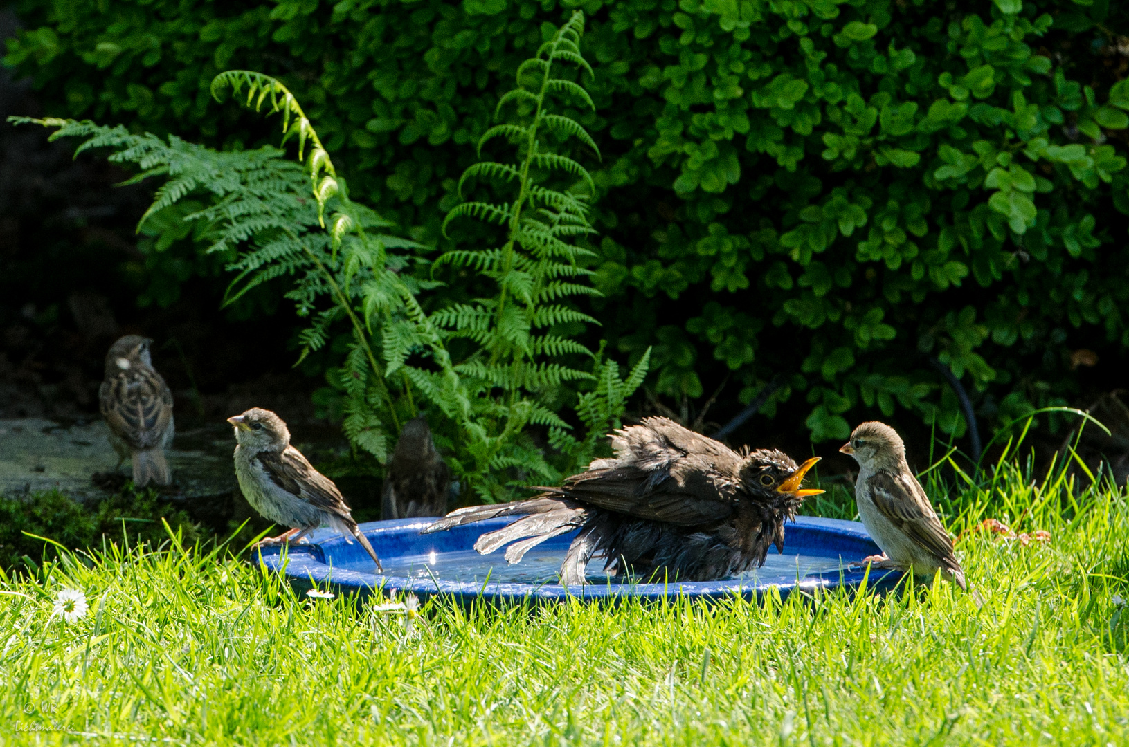 HAU AB! - - Das ist mein Wasser !