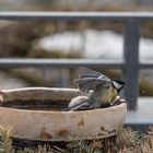 hau ab, das ist meine Badewanne. . . 