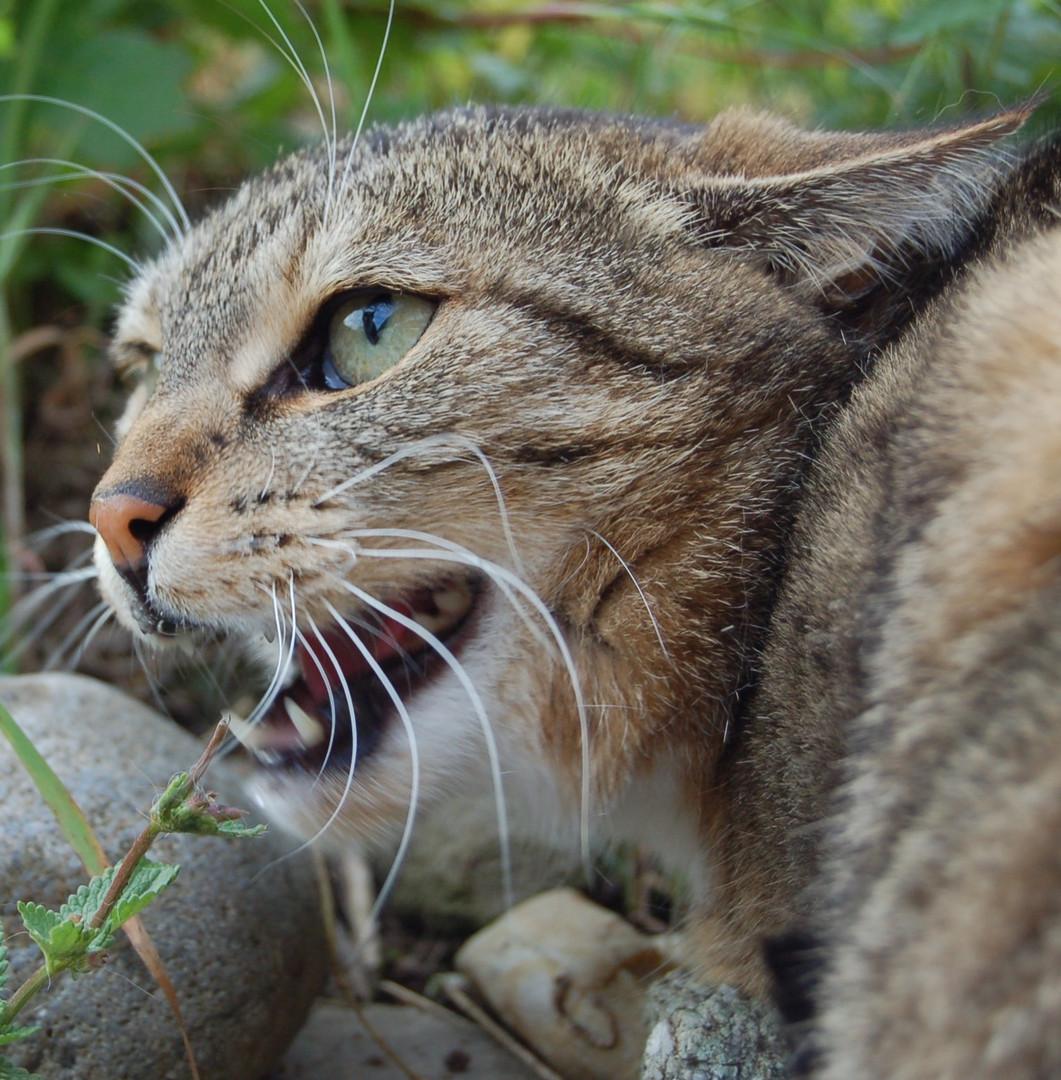 Hau ab das ist meine Katzenminze......