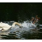 Hau ab - der See gehört mir!!!