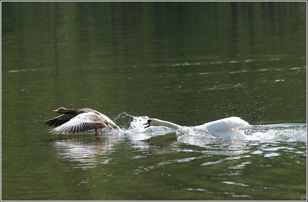 Hau ab, du dumme Gans ;-)