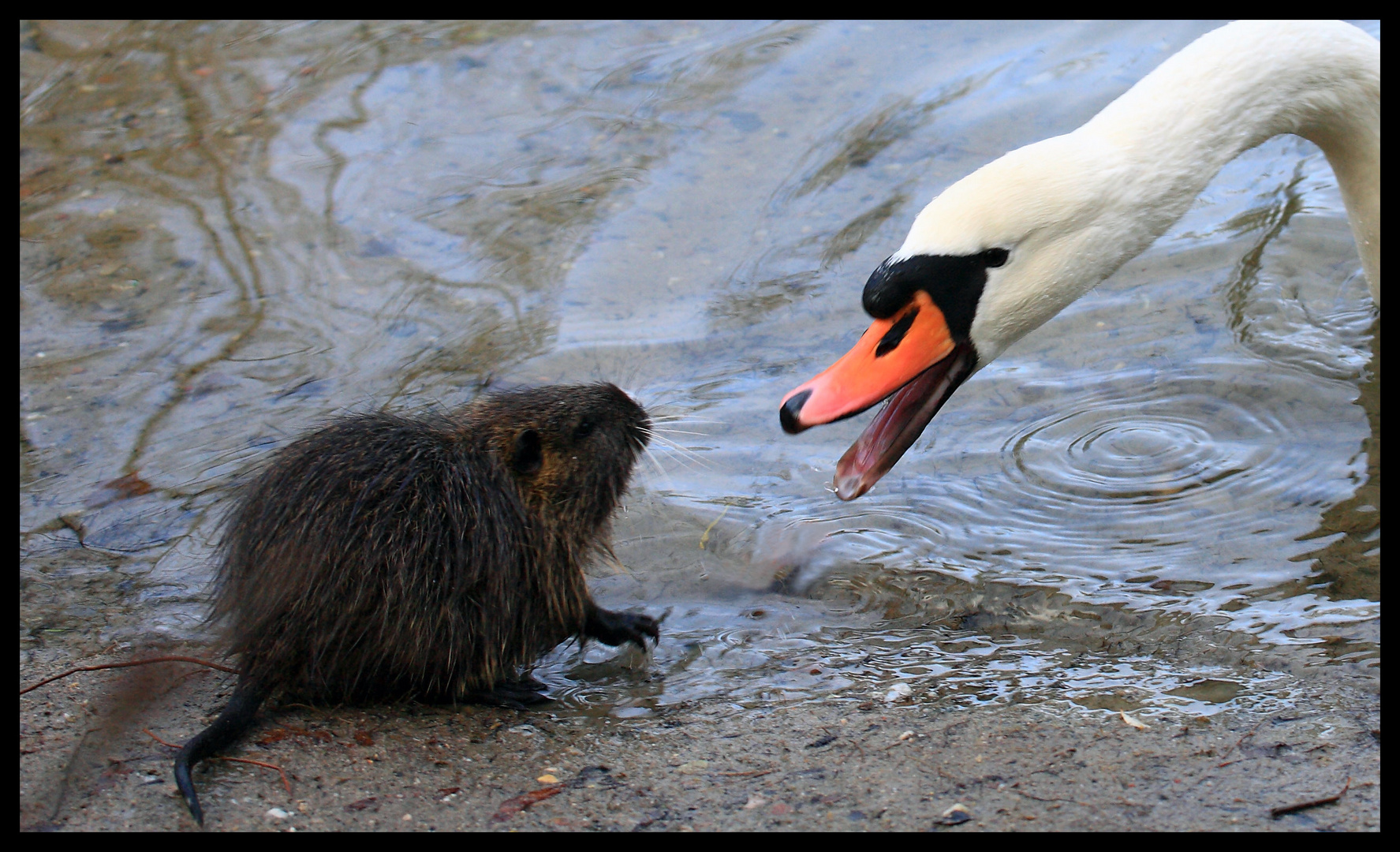 "Hau ab, du Wasserratte!"