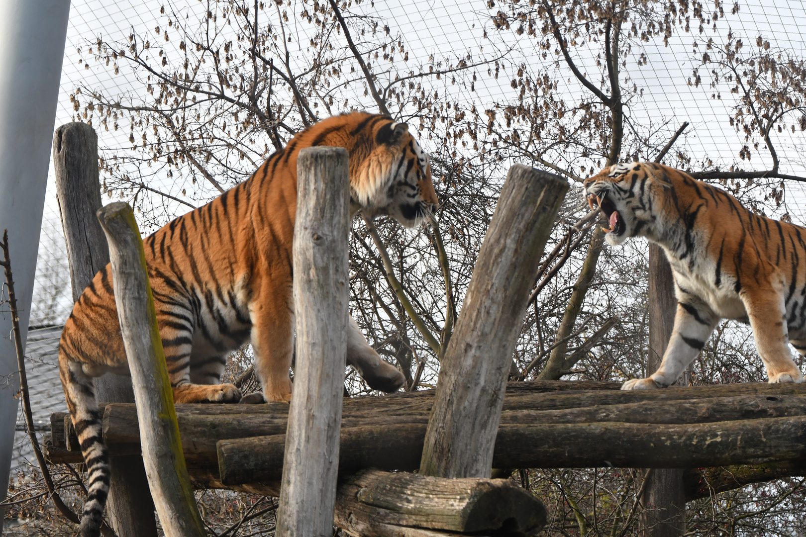 Hau ab Foto & Bild tiere, zoo, wildpark & falknerei, säugetiere