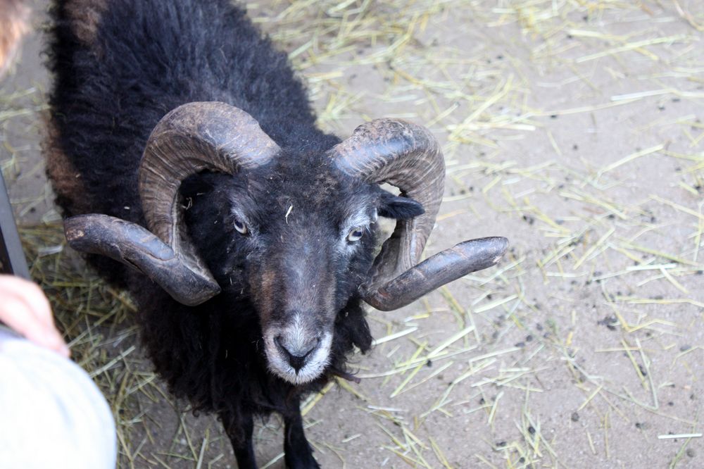 hau ab - hab keinen Bock zum kuscheln