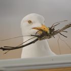 Hau ab! K e i n  Nestbau in unserer Wohnung!