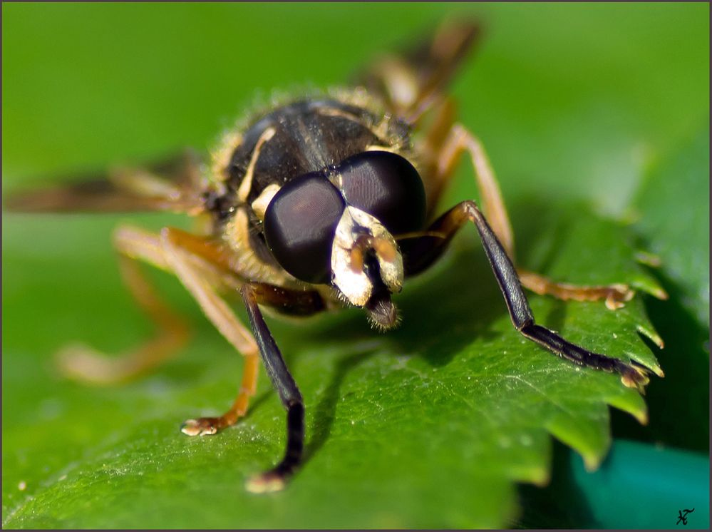Hau blos ab hier Foto & Bild tiere, wildlife, insekten Bilder auf