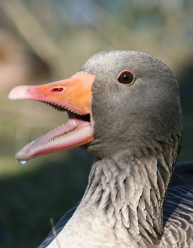 Hau bloß ab !!!!