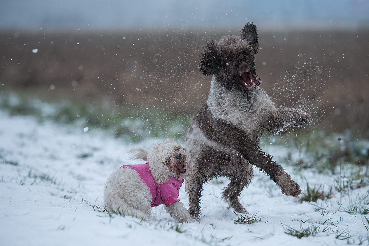 Hau bloß ab, Du Schneemonster!!