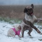 Hau bloß ab, Du Schneemonster!!