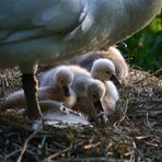 Hau rein, gleich ist es geschafft !