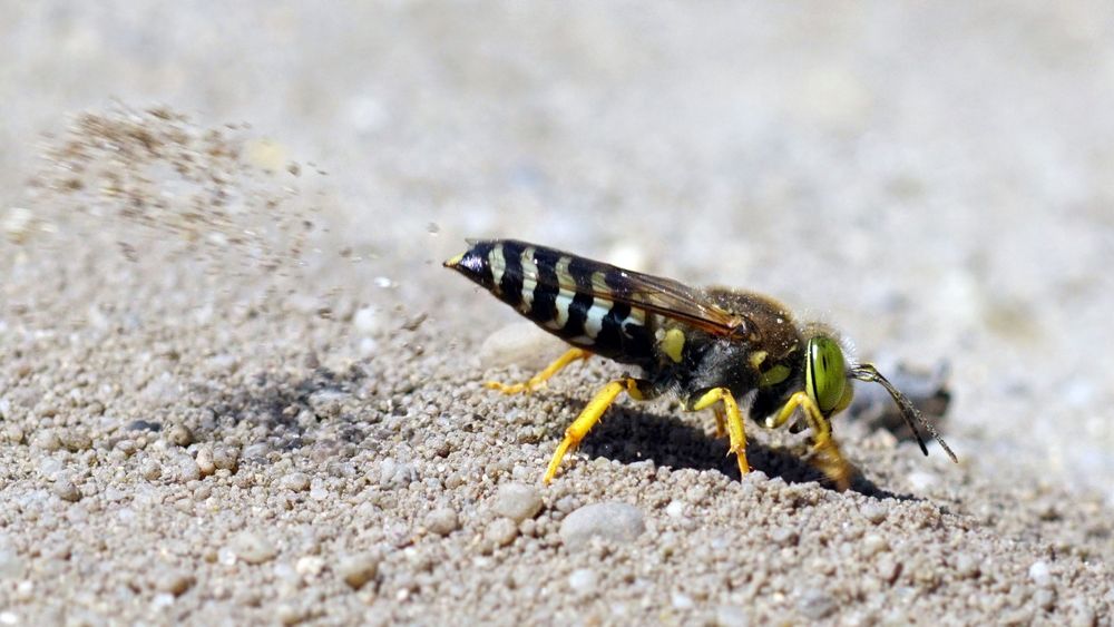 Hau weg den Sand! Kreiselwespe, Bembix rostrata, beim Sand schaufeln.